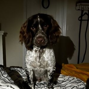 Meet your Posher, Peter